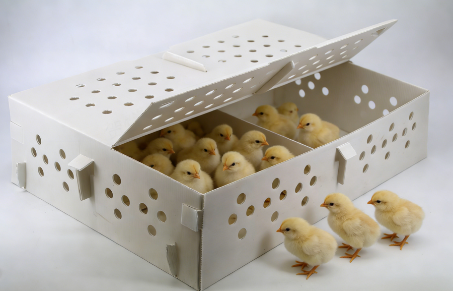 Ventilated Chicken Poultry Seedling Box