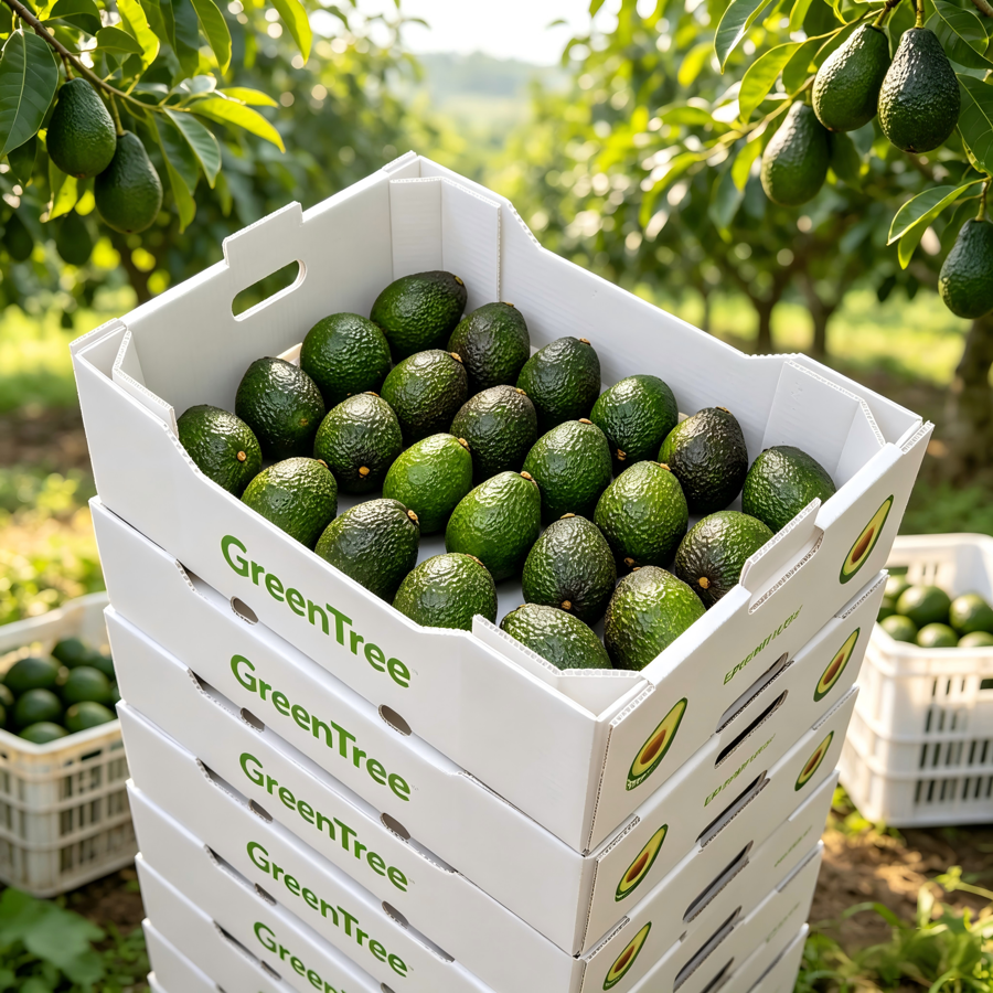 PP Corrugated Box Moisture‑Resistant Reusable Crate For Avocado Farm